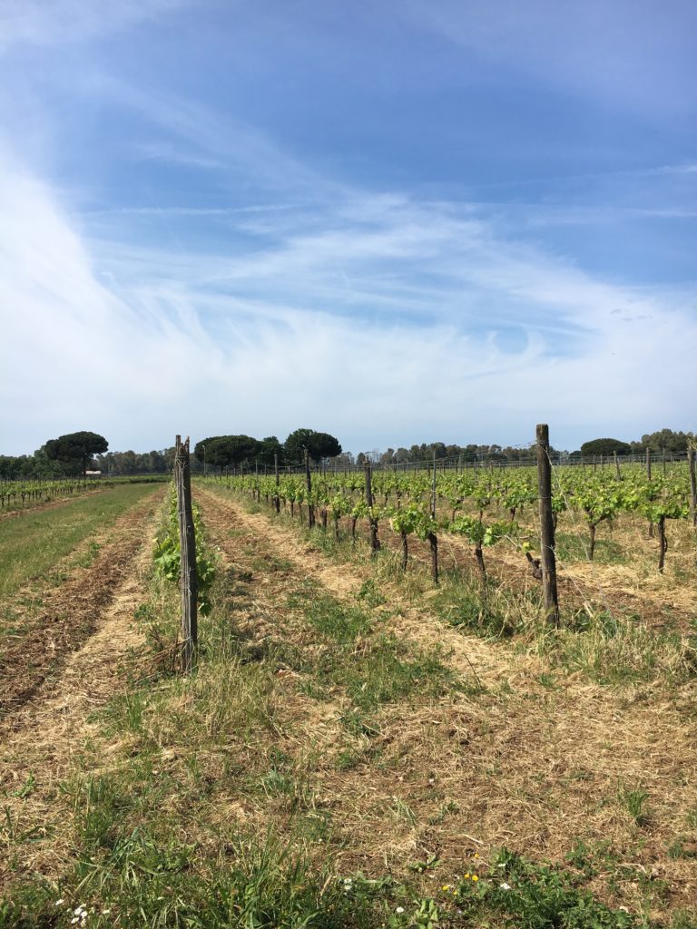 vineyard-2