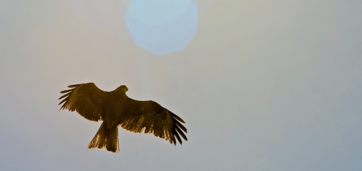 wings of an eagle